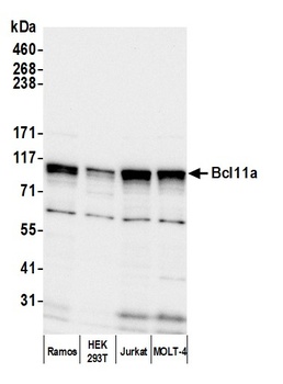 Rabbit anti-Bcl11a Antibody, Affinity Purified