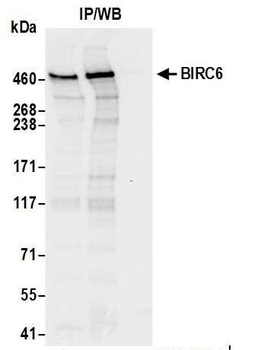 Rabbit anti-BIRC6/Apollon Antibody, Affinity Purified