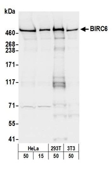Rabbit anti-BIRC6/Apollon Antibody, Affinity Purified