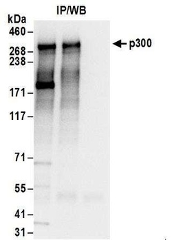 Rabbit anti-p300 Antibody, Affinity Purified