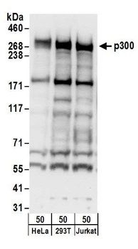 Rabbit anti-p300 Antibody, Affinity Purified
