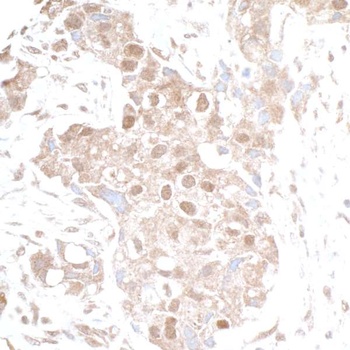 Rabbit anti-p300 Antibody, Affinity Purified