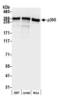 Rabbit anti-p300 Antibody, Affinity Purified