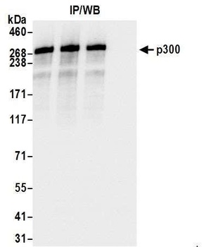 Rabbit anti-p300 Antibody, Affinity Purified