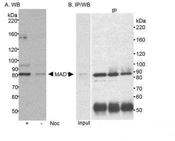 Rabbit anti-MAD1 Antibody, Affinity Purified