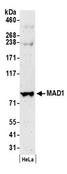 Rabbit anti-MAD1 Antibody, Affinity Purified