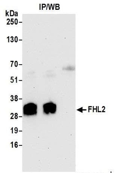 Rabbit anti-FHL2 Antibody, Affinity Purified