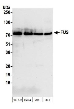 Rabbit anti-FUS Antibody, Affinity Purified