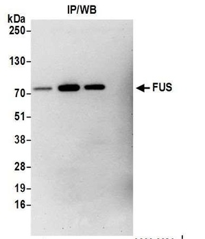 Rabbit anti-FUS Antibody, Affinity Purified
