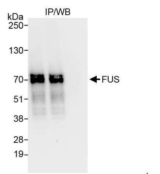 Rabbit anti-FUS Antibody, Affinity Purified