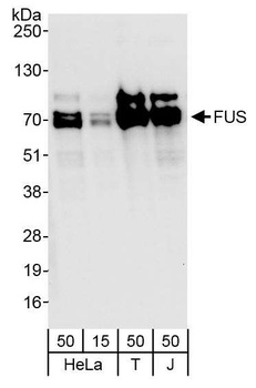 Rabbit anti-FUS Antibody, Affinity Purified