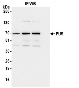 Rabbit anti-FUS Antibody, Affinity Purified