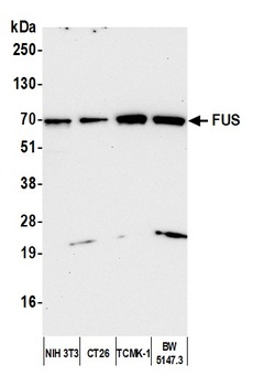 Rabbit anti-FUS Antibody, Affinity Purified