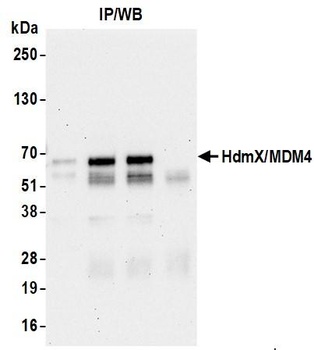 Rabbit anti-HdmX/MDM4 Antibody, Affinity Purified