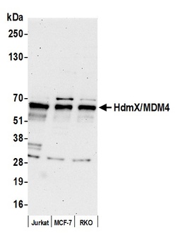 Rabbit anti-HdmX/MDM4 Antibody, Affinity Purified