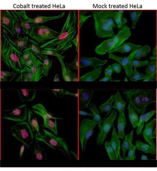 Rabbit anti-HIF1-alpha Antibody, Affinity Purified