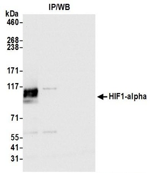 Rabbit anti-HIF1-alpha Antibody, Affinity Purified