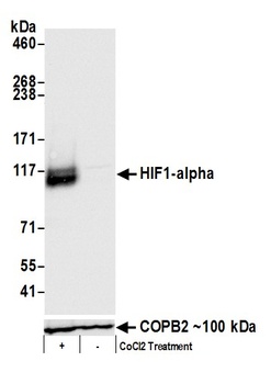 Rabbit anti-HIF1-alpha Antibody, Affinity Purified