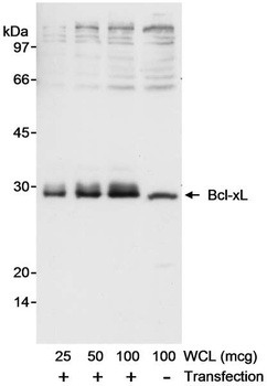 Rabbit anti-Bcl-xL Antibody, Affinity Purified