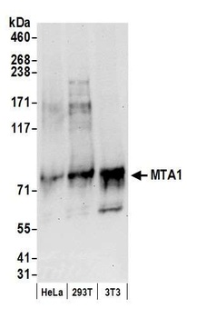 Rabbit anti-MTA1 Antibody, Affinity Purified