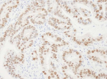 Rabbit anti-PCNA Antibody, Affinity Purified