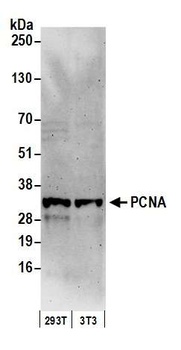Rabbit anti-PCNA Antibody, Affinity Purified