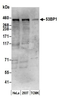 Rabbit anti-53BP1 Antibody, Affinity Purified