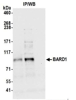 Rabbit anti-BARD1 Antibody, Affinity Purified