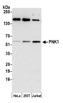 Rabbit anti-PNK1 Antibody, Affinity Purified