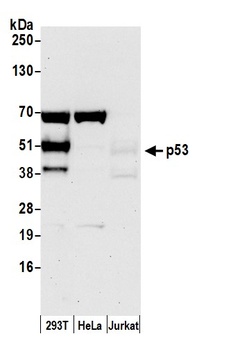 Rabbit anti-p53 Antibody, Affinity Purified