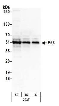 Rabbit anti-p53 Antibody, Affinity Purified