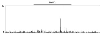 Rabbit anti-p53 Antibody, Affinity Purified