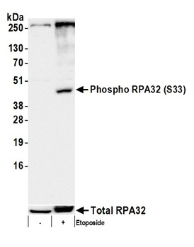 Rabbit anti-Phospho RPA32 (S33) Antibody, Affinity Purified