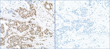 Rabbit anti-Phospho RPA32 (S4/S8) Antibody, Affinity Purified