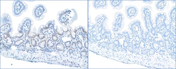 Rabbit anti-Phospho RPA32 (S4/S8) Antibody, Affinity Purified