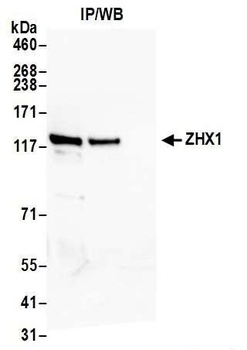 Rabbit anti-ZHX1 Antibody, Affinity Purified