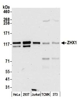Rabbit anti-ZHX1 Antibody, Affinity Purified
