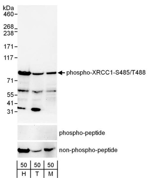 Rabbit anti-Phospho XRCC1 (S485/T488) Antibody, Affinity Purified