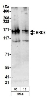 Rabbit anti-BRD8 Antibody, Affinity Purified