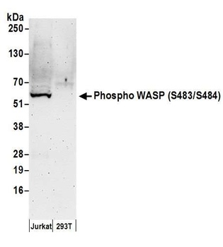 Rabbit anti-Phospho WASP (S483/S484) Antibody, Affinity Purified