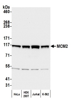 Rabbit anti-MCM2 Antibody, Affinity Purified