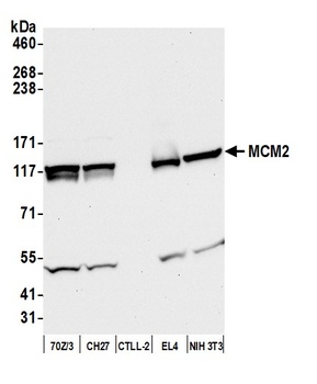 Rabbit anti-MCM2 Antibody, Affinity Purified