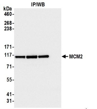 Rabbit anti-MCM2 Antibody, Affinity Purified