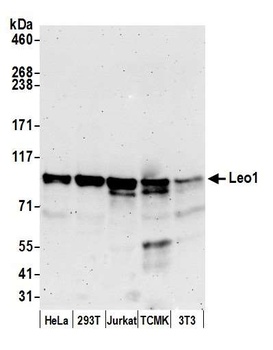 Rabbit anti-Leo1 Antibody, Affinity Purified