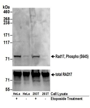 Rabbit anti-Phospho Rad17 (S645) Antibody, Affinity Purified