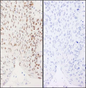 Rabbit anti-Phospho XRCC1 (S461) Antibody, Affinity Purified