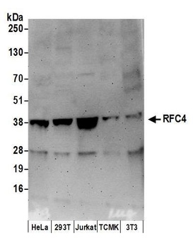 Goat anti-RFC4 Antibody, Affinity Purified