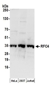 Goat anti-RFC4 Antibody, Affinity Purified