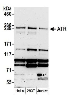 Rabbit anti-ATR Antibody, Affinity Purified