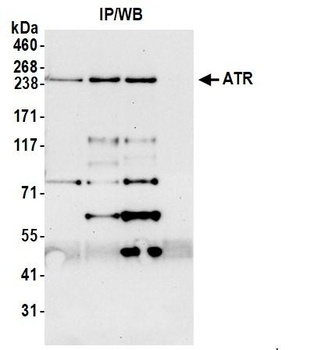 Rabbit anti-ATR Antibody, Affinity Purified